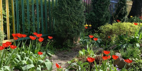 czerwone i żółte tulipany w ogrodzie przedszkolnym 6