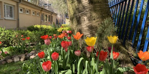 czerwone i żółte tulipany w ogrodzie przedszkolnym 2