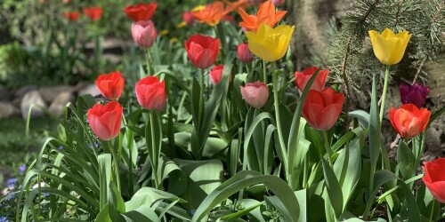 czerwone i żółte tulipany w ogrodzie przedszkolnym 1