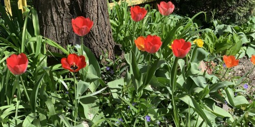 czerwone i żółte tulipany w ogrodzie przedszkolnym 5
