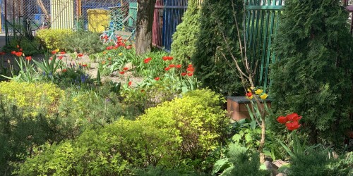 czerwone i żółte tulipany w ogrodzie przedszkolnym 4
