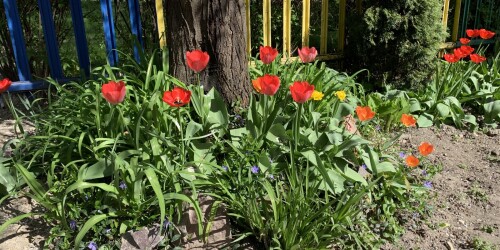 czerwone i żółte tulipany w ogrodzie przedszkolnym 7