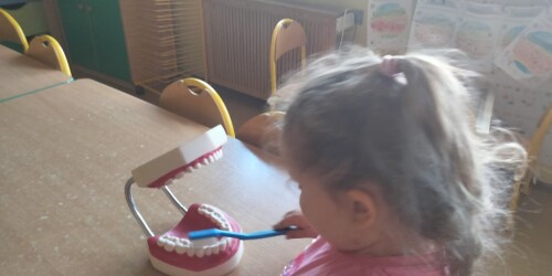 1. Dziewczynka szczotkuje zęby na modelu szczęki