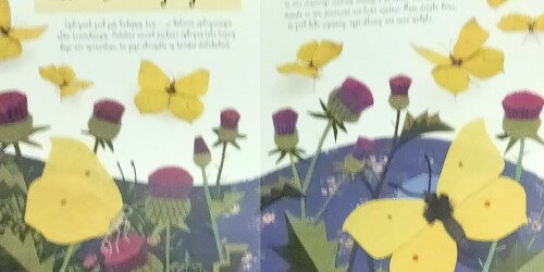 zdjęcie strony z książki przedstawiające motylki cytrynki